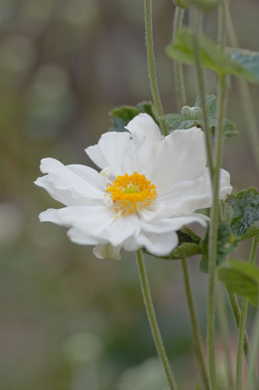  秋明菊2